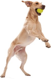 dog playing with zogoflex toy